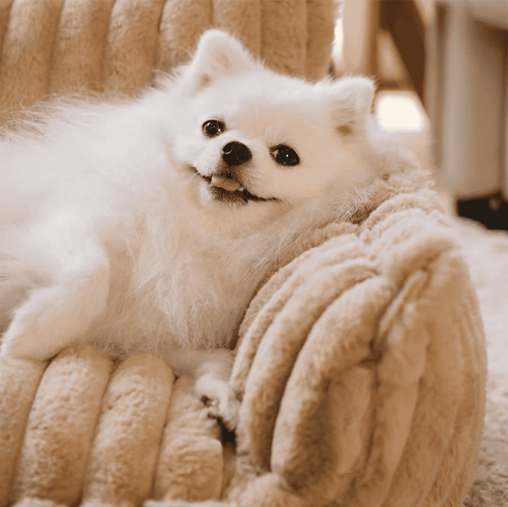 Fluffy Soft Orthopedic Dog Sofa Bed with Pillow