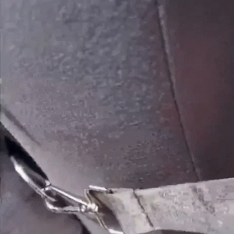 Keeping your dog safe